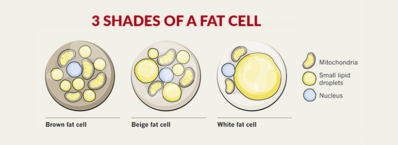 fat-cells